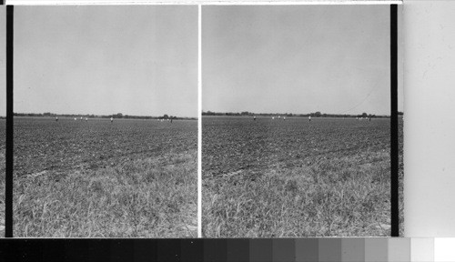 Workers Cultivating Cotton, Southern Texas