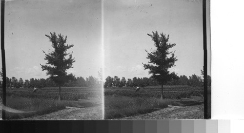 Experimental hedges in the Dominion. Experimental farm, Lethbridge. Alta [Alberta], Canada