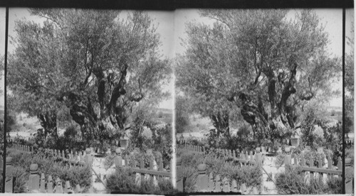 Old Olive Tree in Garden of Gethsemane, Jerusalem. Palestine