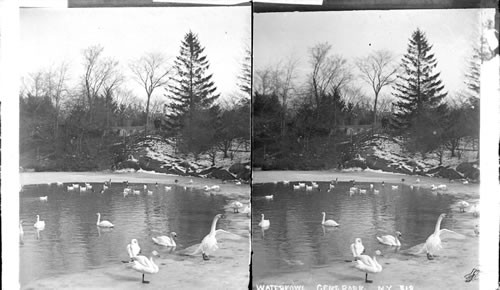 Waterfowl - Central Park. N.Y