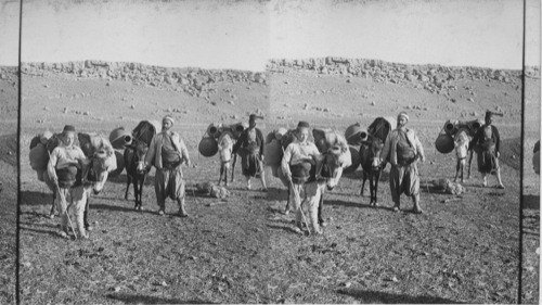 Donkeys Loaded with Water Jars on a Desert Road. Bibical Asia Minor