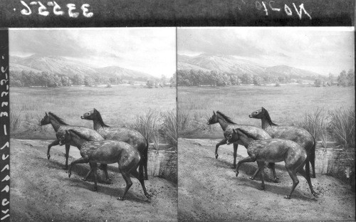 Restoration of extinct small three-toed horse (Meschippus), Field Museum of Natural History, Chicago