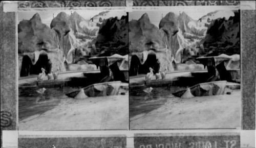 Seal and sea Fowl in their Icy Home at Hagenbeck's Animal Show, St. Louis World's Fair