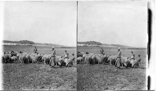 Herding Sheep near the Pyramids after the subsidence of the Nile. Cairo