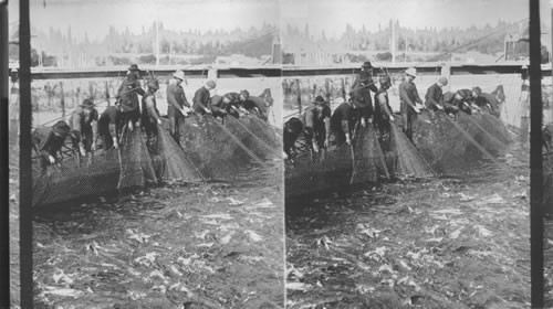 Seining for Chinook Salmon in Columbia River. Hauling in the seine. Oregon