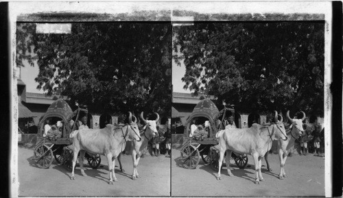 How Beauty takes air - India “reet” or Bullock-Carriage used by Ladies of Rank; Alwar. India