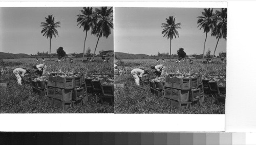 PUERTO RICO, Near Manati: Harvesting pineapples on a north shore plantation between Arecibo and Manati. Some of the men pick and load the baskets which some of the other men carry filled to the edge of the field where still other men pack the fruit into crates for shipment