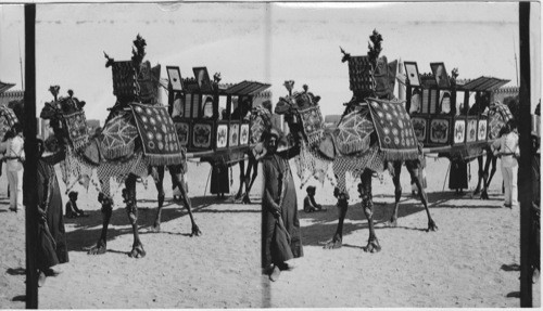 Arab wedding carriage, Cairo, Egypt