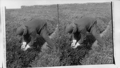 A Cranberry Planter Examining His Crop. Mass