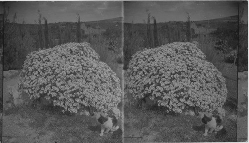 Bunch of Daisies, Palestine. near Jerusalem