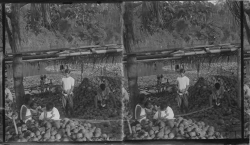 Coconut Industry. The Husking Process. Philippines