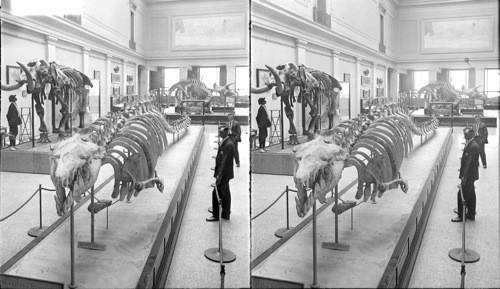 Skeleton of Huge Extinct Mammal (Leng Lodon) that lived in the pre-Glacial Period