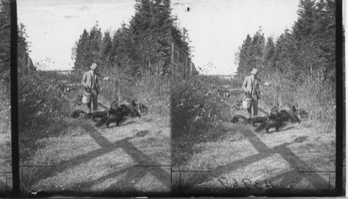 Showing a number of Silver Black Fox in one pen, Rosbank Fur Farms, Ltd. Southport, P.E. Island