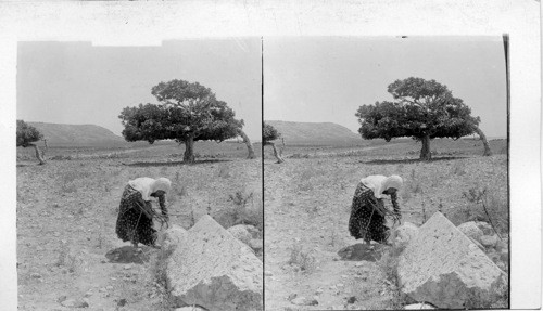 A woman gathering sticks, site of Sarepta, Syria