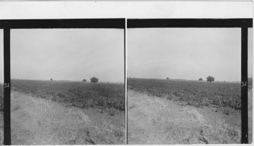 32 Cotton field in the Pundjab