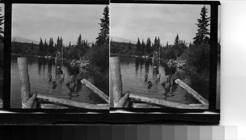 Indian Children Bathing, Chooutla School, Carcross, Y.T. [Yukon Territory], Note pieces of wood in boys hand, these are used as paddles, one in each hand, while swimming. Most of the Indian boys use these