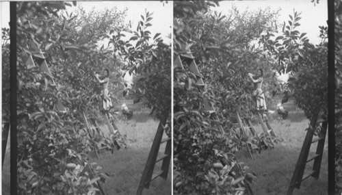 Picking Cherries - Lake Erie Fruit Section. Pa