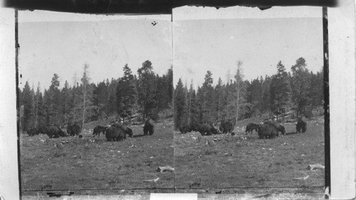 Bear feeding in the Yellowstone Park