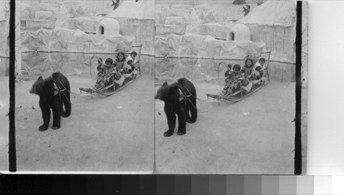 Eskimo children driving bear in sled. St. Louis World's Fair, Missouri