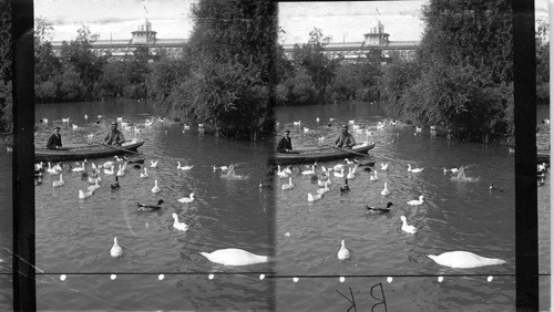 Feast of the ducks, Columbian Exposition