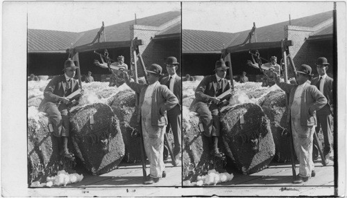 Weighing Baled Cotton Before Final Compression for Shipment, Savannah, GA