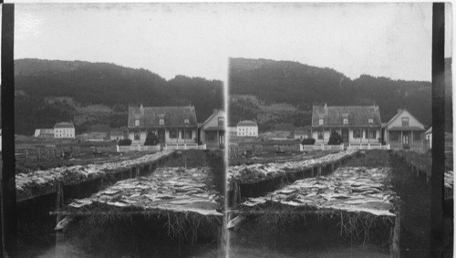 Drying Fish, Perce, Quebec. Canada