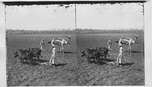 Plowing in the fertil Plain of Sharon, Lydda, Palestin