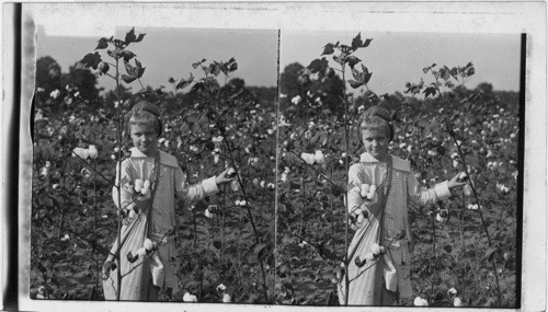 Cotton. Set #7. In a cotton patch. Upland (?) Georgia