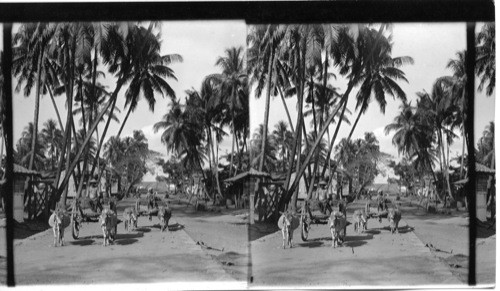 Bullock Carts in a Palm-shaded Village Street, India