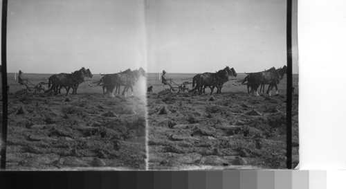 Six-horse team breaking ground in Alberta, Canada