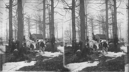 Gathering Maple Sap With A Yoke of Oxen, Vermont