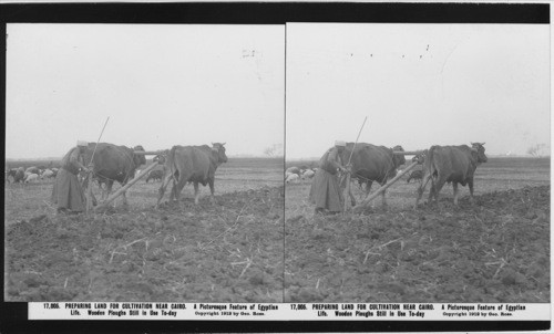 Inscribed in recto: 17,005. PREPARING LAND FOR CULTIVATION NEAR CAIRO. A picturesque Feature of Egyptian Life. Wooden Ploughs Still in Use To-day. Copyright 1912 by Geo. Rose