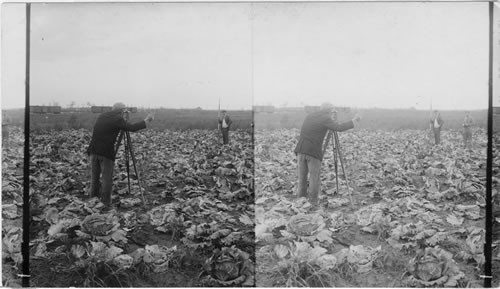 Surveying a cabbage field. Long Island, N.Y