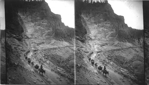 Trailing timbers up to the tomboy Mine (S.), near Telluride, Colorado