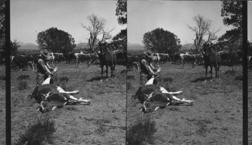 Cowboy and horse holding a lassoed cow while awaiting arrival of help, N. Mex