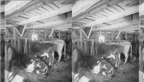 Cows in Old Fashioned Wooden Stanchions near Meadville, Penna