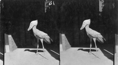 "Shoebill Stork" in New York Zoological Park. Keystone View Co. has signed an agreement with N. York Zoological Park that stereos of above lizards and "Shoebill Stork" will be used only in stereographs and lantern slide form and in no other way or form - also before they are put on the market, Keystone will submit prints & titles & descriptive matter to the N.Y. Zoological Park, c/o Mr. H.R. Mitchell, Chief Clerk, 185th St. and Southern Blvd. New York City. Mr. Mitchell if we ask for will furnish further datas ect. on these subjects