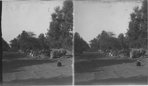 E. Ave. of Sphinxes, Karnak, Egypt