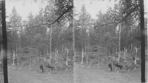 Moose at the Edge of a Wood. Nova Scotia, Canada