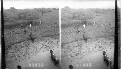 Unloading cattle from river boats at ranch of Guayaquil Packing Co. Ecuador. On a Dairy Farm? Guayaquil, Ecuador