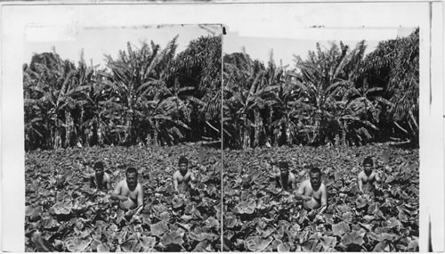 Native bucks cultivating the taro plant. Hawaiian Islands