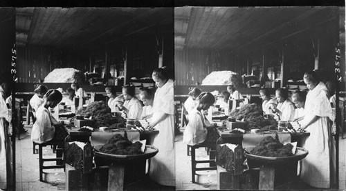 Native women rolling cigarettes by hand in a big factory, Manila, Philippine Islands