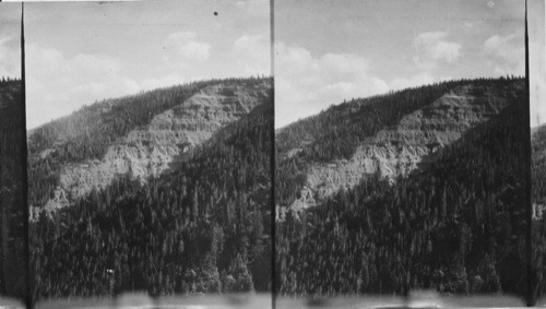 Alternative strata of fossil forest and volcanic overflow revealed in the cliff near the southeastern end of Specimen Ridge, Yellowstone Nat. Park, Wyo. Geologists have found the remains of twelve forests which grew one above on this ridge and were successively buried by eruptions of the volcano once existing on the other side of the ridge. The crater of this volcano is estimated to have been about 15 miles in diameter and it was only one of a number of craters once active in the Park area which threw out enormous quantities of volcanic matter, profoundly altering the surface of the whole region and covering it in some places, such as the Specimen Ridge locality, with thousands of feet of lava and ash. Specimen Ridge lies on the northern side of the crater mentioned while the Grand Canyon the Yellowstone is worn down through a part of its western escarpment. Numerous hot springs seldom seen by the throngs of visitors who annually visit the Park, are still scattered over the surface of the old crater, just east of the Grand Canyon, testifying to the fact that subterranean fires still smolder there. View looking N. Elev. about 7,500 ft. Lat. 45N.; Long. 110W.)