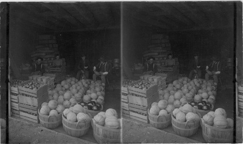 Preparing for Market, Interior of Fruit Shed near Buffalo, N.Y