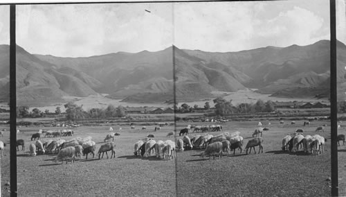 Sheep raising in a sunny valley among the Andes near Cuzco (farm buildings at right). Peru