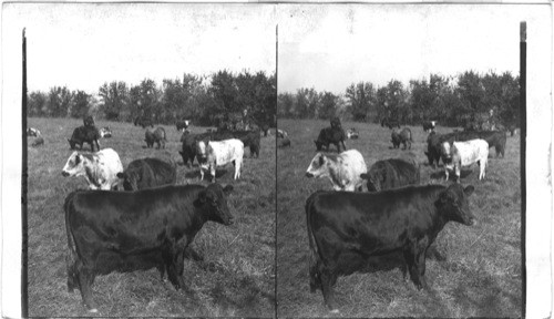 How Grass and sunshine are turned into beef - steers grazing in green pastures