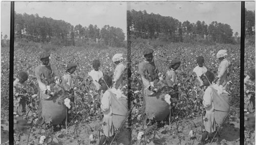 Colored children picking cotton in groups to stimulate competition in picking, Georgia