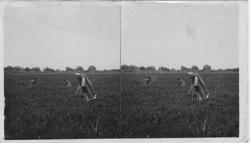 Gathering the Roses of Sharon, Plains of Sharon, Palestine