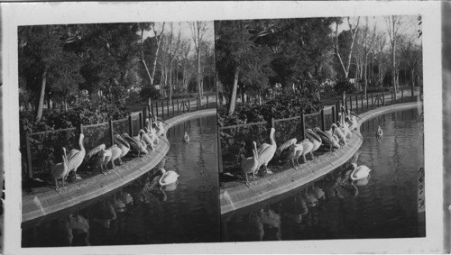 Pelican on the Edge of the Fish Pond, Ezbekiyeh Garden, Cairo, Egypt