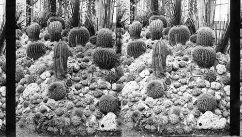 Mexican Cacti, Horticultural Hall, Columbian Exposition